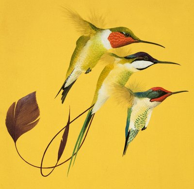 Kolibris von English School