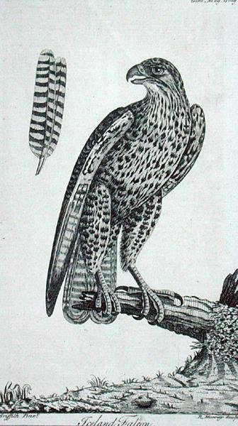 Isländischer Falke (Falco rusticolus), aus 