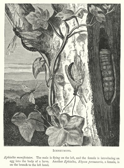 Schlupfwespen (Kupferstich) von English School