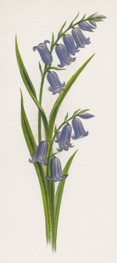 Illustration für Ein Traum von einem Garten von English School