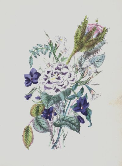 Illustration für Moss Rose Album von English School