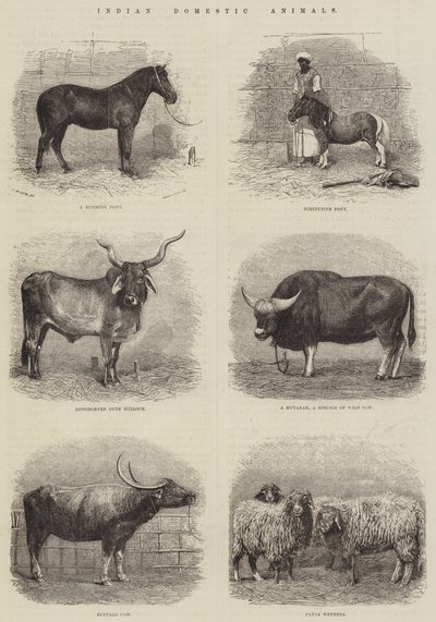 Indische Haustiere (Stich) von English School
