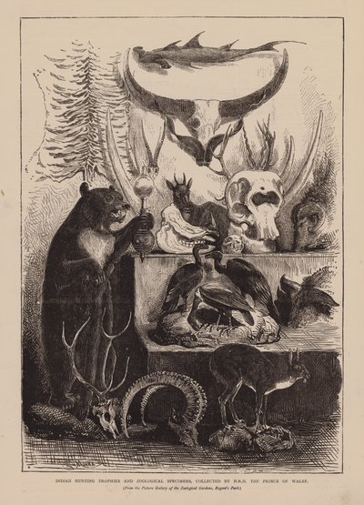 Indische Jagdtrophäen und zoologische Exemplare, gesammelt von HRH Der Prinz von Wales von English School