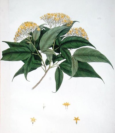 Jasminum Heterophyllum von English School