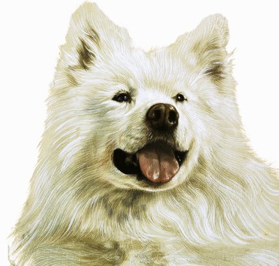 Keeshond von English School