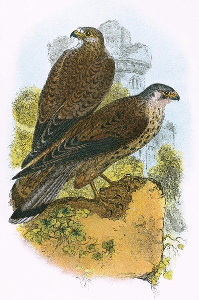 Turmfalke von English School