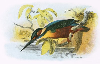 Eisvogel von English School