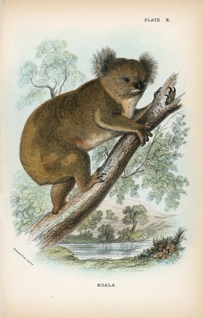 Koala von English School