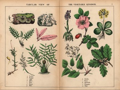 Flechte, Pilz, Alge, Moos, Farn, Gras, Palme, Orchidee, Rose, Aurikel, Clematis und Eiche, aus 