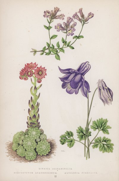 Linaria Origanifolia; Sempervivum Arachnoideum; Aquilegia Pyrenaica von English School