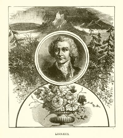 Linnaeus von English School