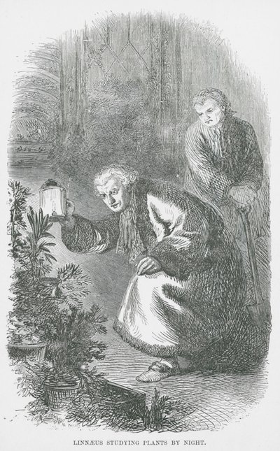 Linnaeus studiert Pflanzen bei Nacht (Gravur) von English School