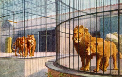 Löwen und Tiger im Zoo von English School