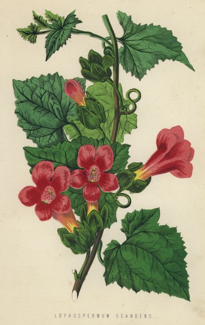 Lophospermum Scandens von English School