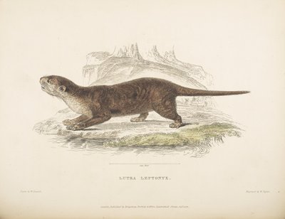 Lutra Leptonyx, aus 