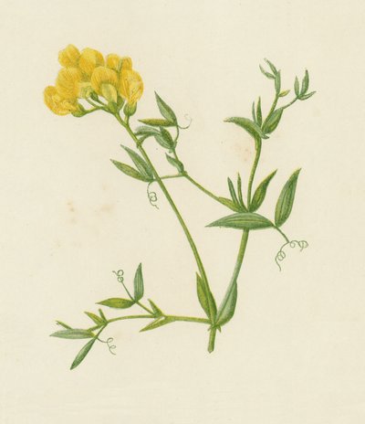 Wiesen-Platterbse, Lathyrus Pratensis von English School
