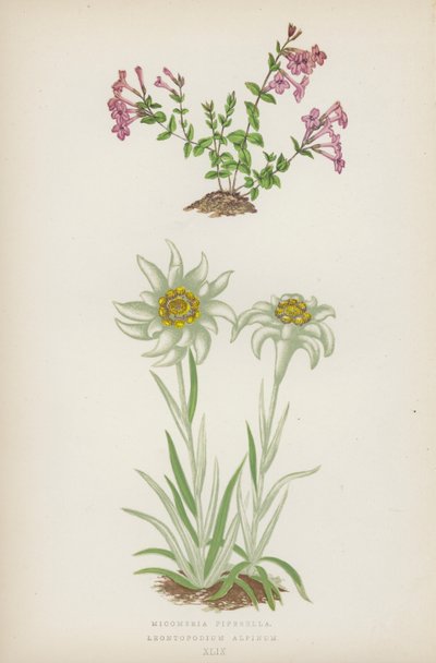 Micomeria Piperella; Leontopodium Alpinum (Farblithografie) von English School