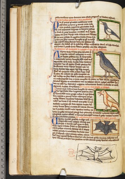 Miniaturen von Vögeln und Randzeichnung einer Fledermaus, aus Theologische Miscellanea, einschließlich der Summa de vitiis, Harley 3244, f.55v, ca. 1236-50 von English School