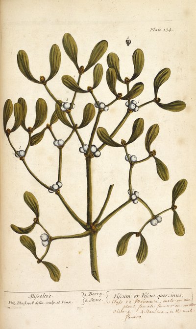 Mistel, aus 