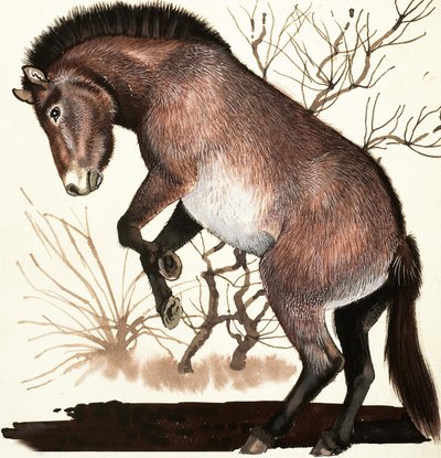Mongolisches Wildpferd von English School