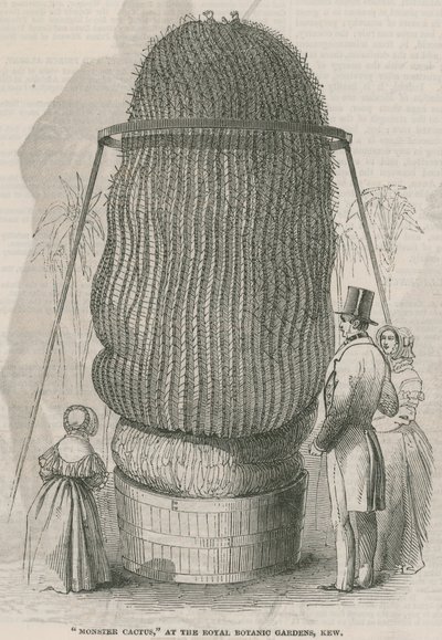 Monsterkaktus in den Königlichen Botanischen Gärten, Kew von English School