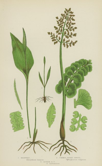 Mondkraut, Gemeines Natternzungenkraut, Kleines Natternzungenkraut von English School
