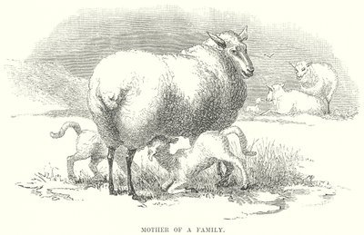 Mutter einer Familie (Gravur) von English School