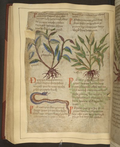 Illustrationen von Petersilie, Kohl und einer Schlange, aus einem altenglischen Kräuterbuch ursprünglich von Apuleius (123-80 n. Chr.), frühes 11. Jahrhundert von English School