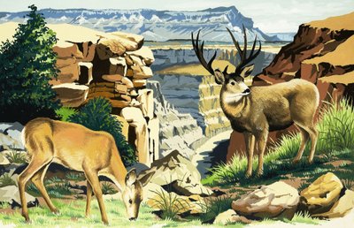 Maultierhirsche im Grand Canyon Nationalpark von English School