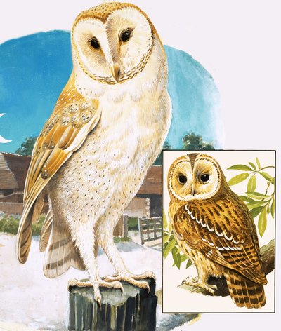 Das Königreich der Natur: Wenn die Sonne untergeht von English School