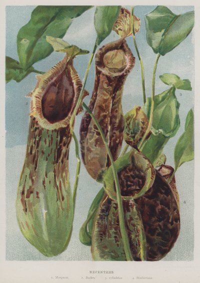 Nepenthes von English School