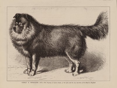 "Nero," ein nepalesischer Hund, Eigentum von Captain Ryan, des 63., und das einzige Exemplar seiner Rasse in England (Gravur) von English School