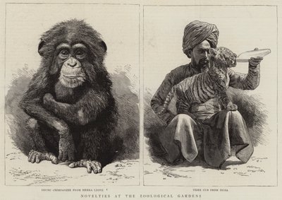 Neuheiten im Zoologischen Garten (Gravur) von English School