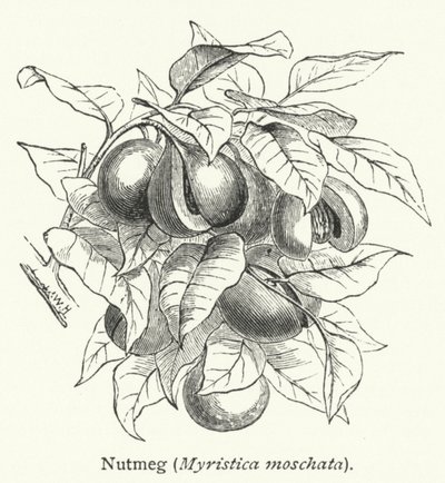Muskatnuss (Myristica moschata) (Gravur) von English School