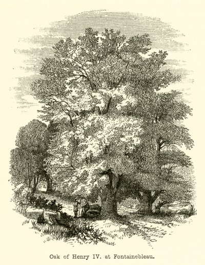 Eiche von Heinrich IV. in Fontainebleau (Gravur) von English School