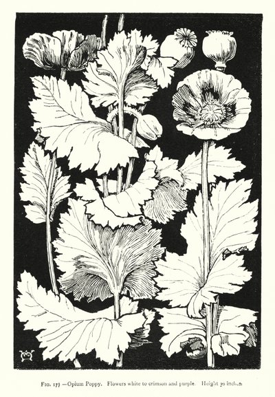 Schlafmohn; Blüten weiß bis purpurrot; Höhe 30 Zoll von English School