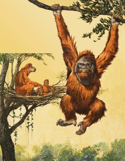 Orang-Utan von English School
