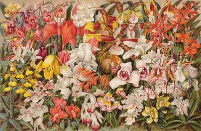 Orchideenhaus von English School