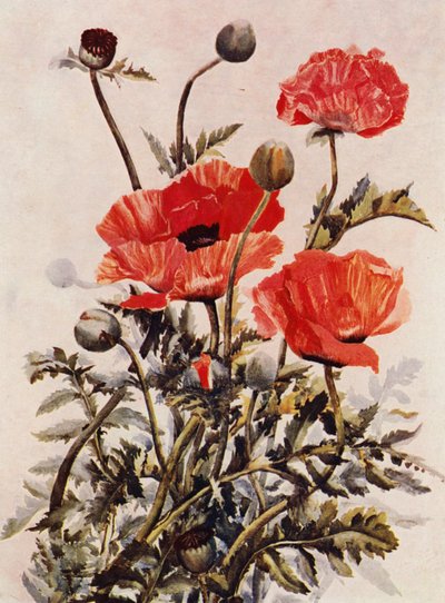 Orientalische Mohnblumen von English School