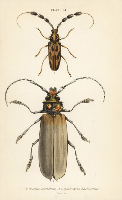 Orthomegas cinnamomeus Prionus corticinus 1, und Batus barbicornis, Lophonocerus barbicornis 2 von English School