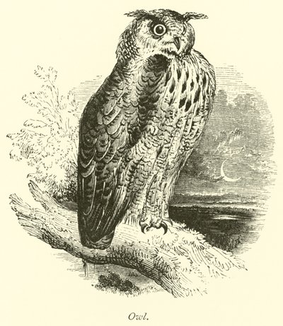 Eule von English School