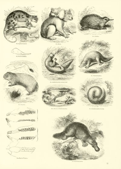 Seite aus dem Pictorial Museum of Animated Nature von English School