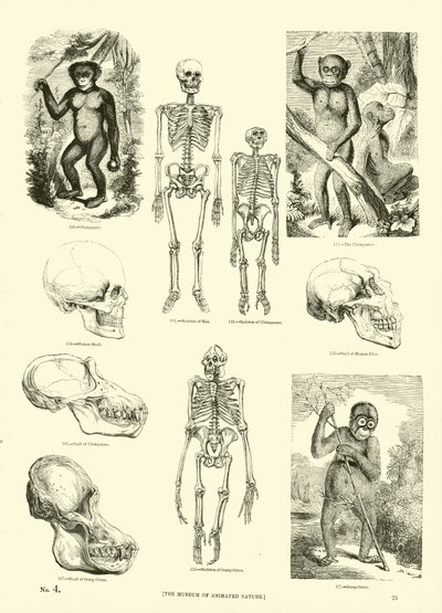 Seite aus dem Pictorial Museum of Animated Nature von English School