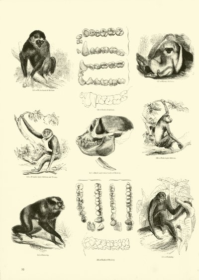 Seite aus dem Pictorial Museum of Animated Nature von English School