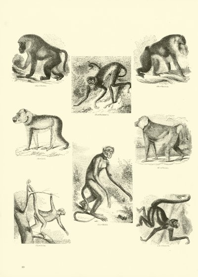 Seite aus dem Pictorial Museum of Animated Nature von English School