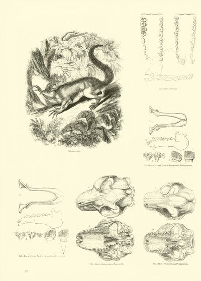 Seite aus dem Pictorial Museum of Animated Nature von English School