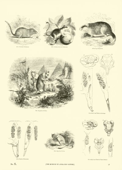 Seite aus dem Pictorial Museum of Animated Nature von English School