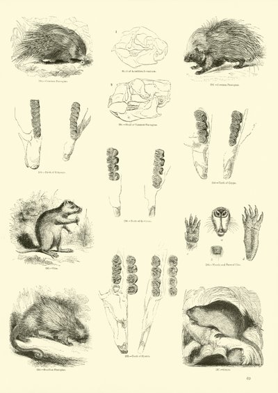 Seite aus dem Pictorial Museum of Animated Nature von English School