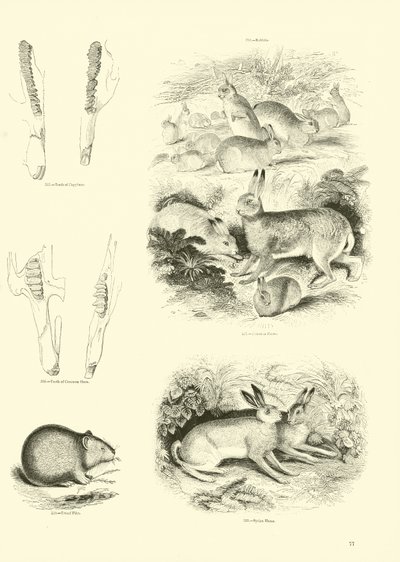 Seite aus dem Pictorial Museum of Animated Nature von English School