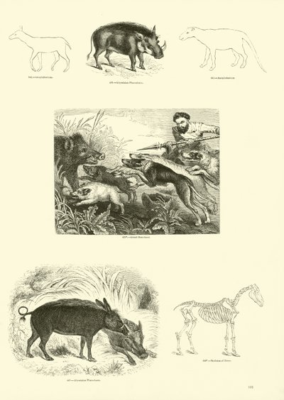 Seite aus dem Bildmuseum der belebten Natur von English School
